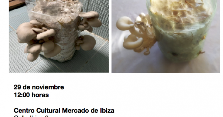 Taller de cultivo de setas, 29 noviembre